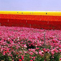 R星员工领英个人资料显示：《GTA6》PC版确实存在